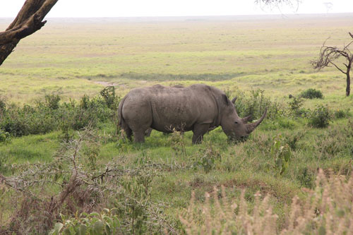 Rhinoceros, Lake Nakuru, Kenya