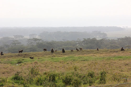 Baboons, Lake Nakuru, Kenya
