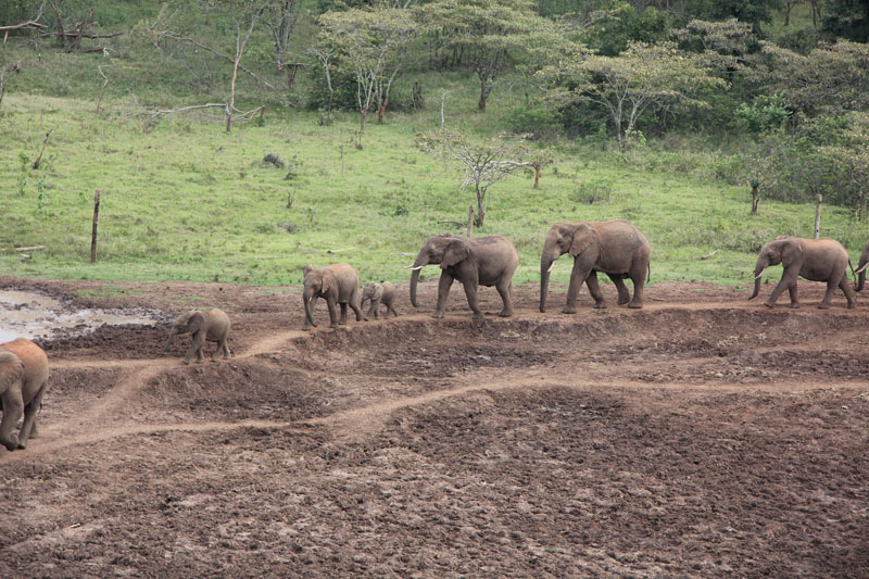 Elephants at Treetops, Kenya