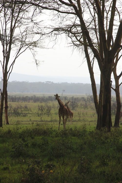 Giraffes, Lake Nakuru, Kenya