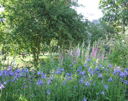 Foxgloves in the Garden, May 2012