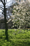 Spring cherry blossom in Lambeth Palace Garden