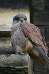 A kestrel rests in the main courtyard