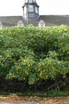 The Lambeth Palace fig tree
