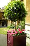 Lambeth Palace bay tree planter