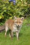 The Lambeth Palace fox