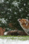 The Lambeth Palace fox in the snow