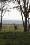 Giraffe at Lake Nakuru, Kenya